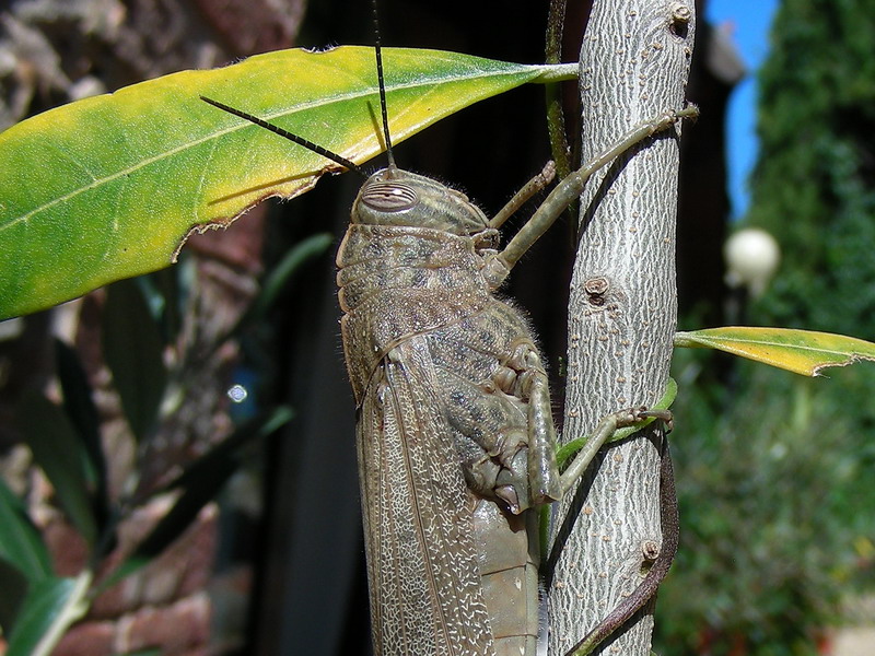 Anacridium aegyptium